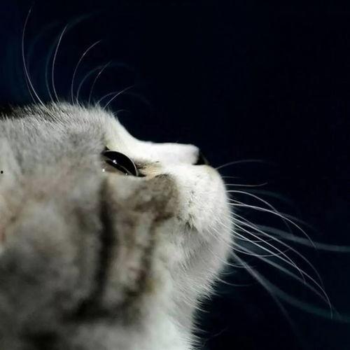 娱乐吃瓜君与猫,揭秘娱乐圈的萌宠日常